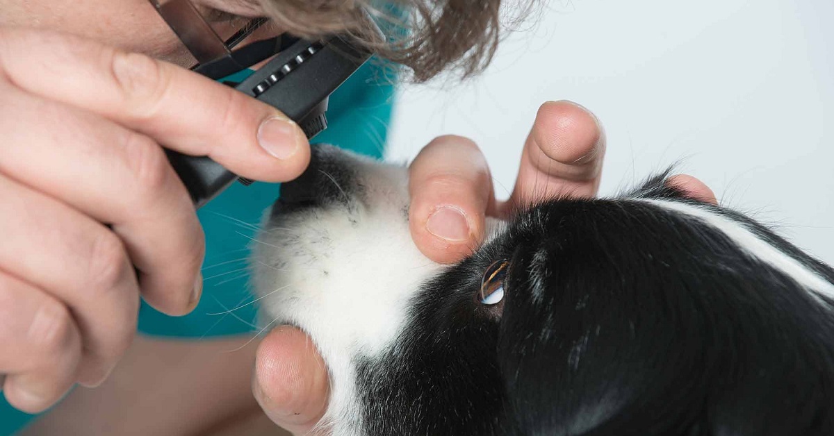 Linfoadenite del cane: sintomi, cause e cosa fare