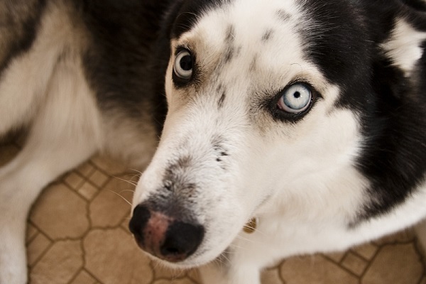 cane husky