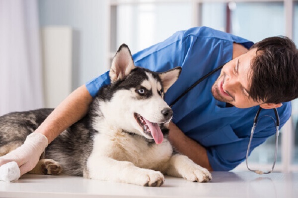 cane husky e veterinario