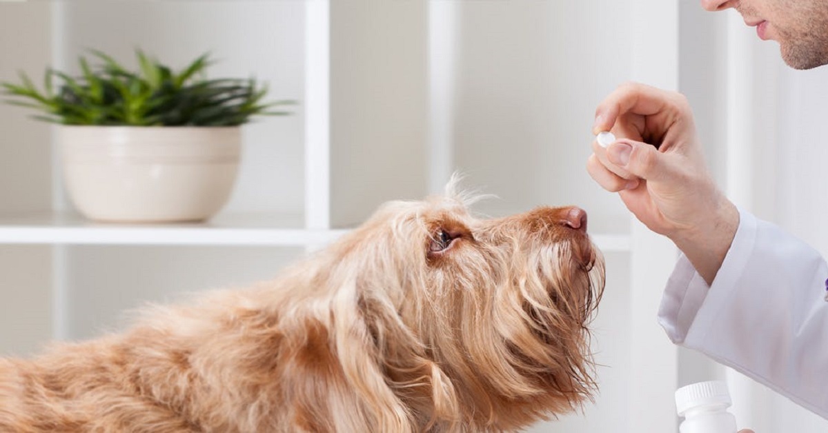 Aspirina al cane: gliela si può dare? E in che circostanze?