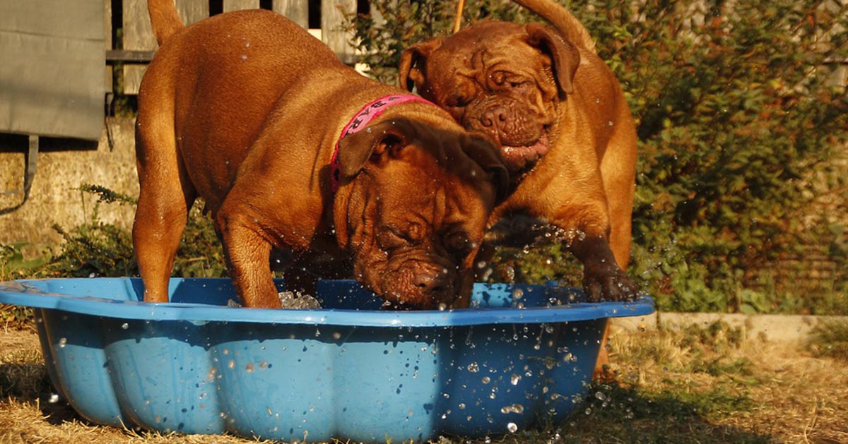 Perché il cane corre dopo il bagno e salta ovunque?