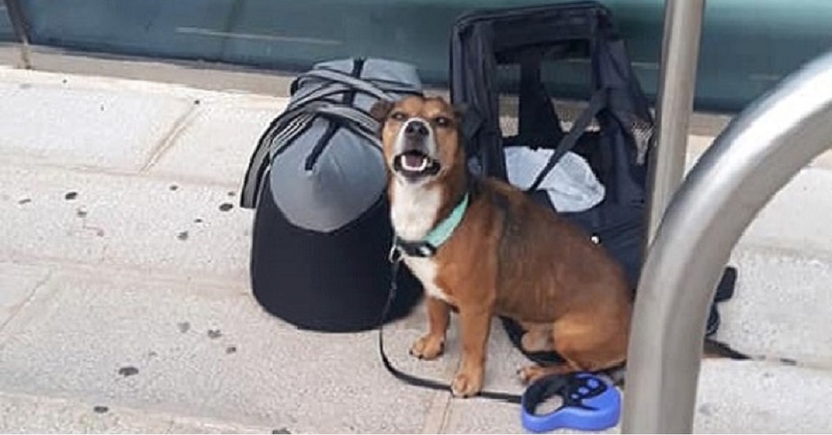 Brindisi, cane abbandonato in aeroporto viene salvato