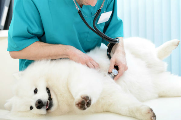 cane dal veterinario