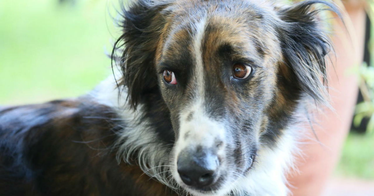 Brucellosi nel cane: cause, sintomi ed eventuale trattamento