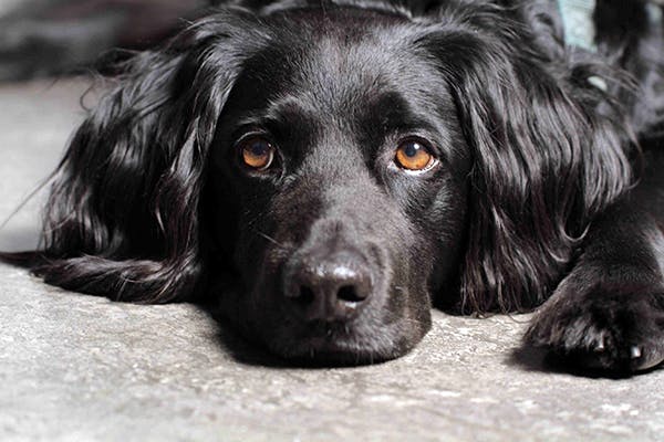 encefalite per migrazione parassitaria nel cane