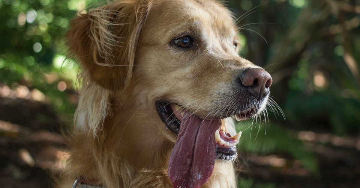 cancro della lingua nel cane 5 تعرف على 3 من أهم أسباب سيلان اللعاب عند الكلاب 2 تعرف على 3 من أهم أسباب سيلان اللعاب عند الكلاب