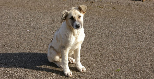 cane-abbandonato-trecastelli