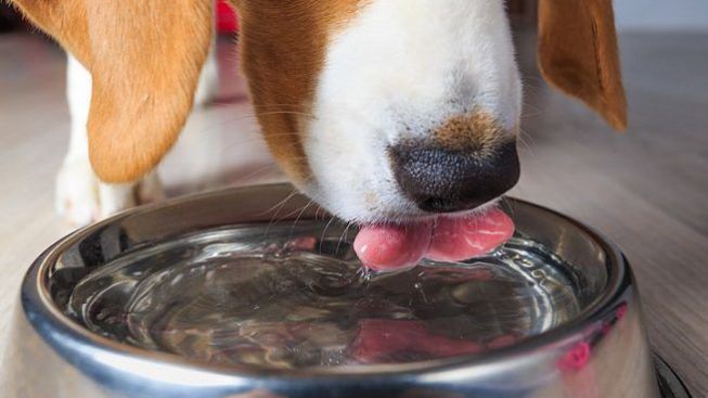 cane-acqua