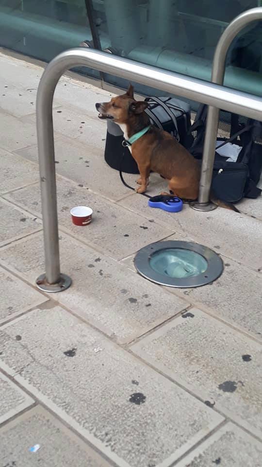 cane-aeroporto