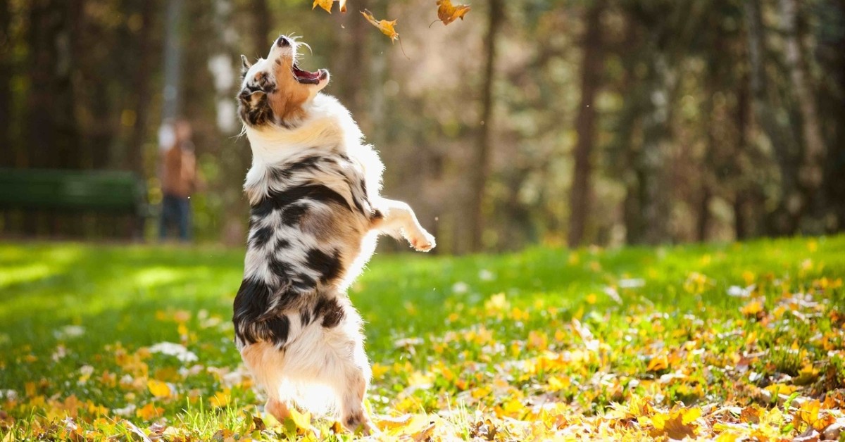 Come insegnare al cane il comando salta