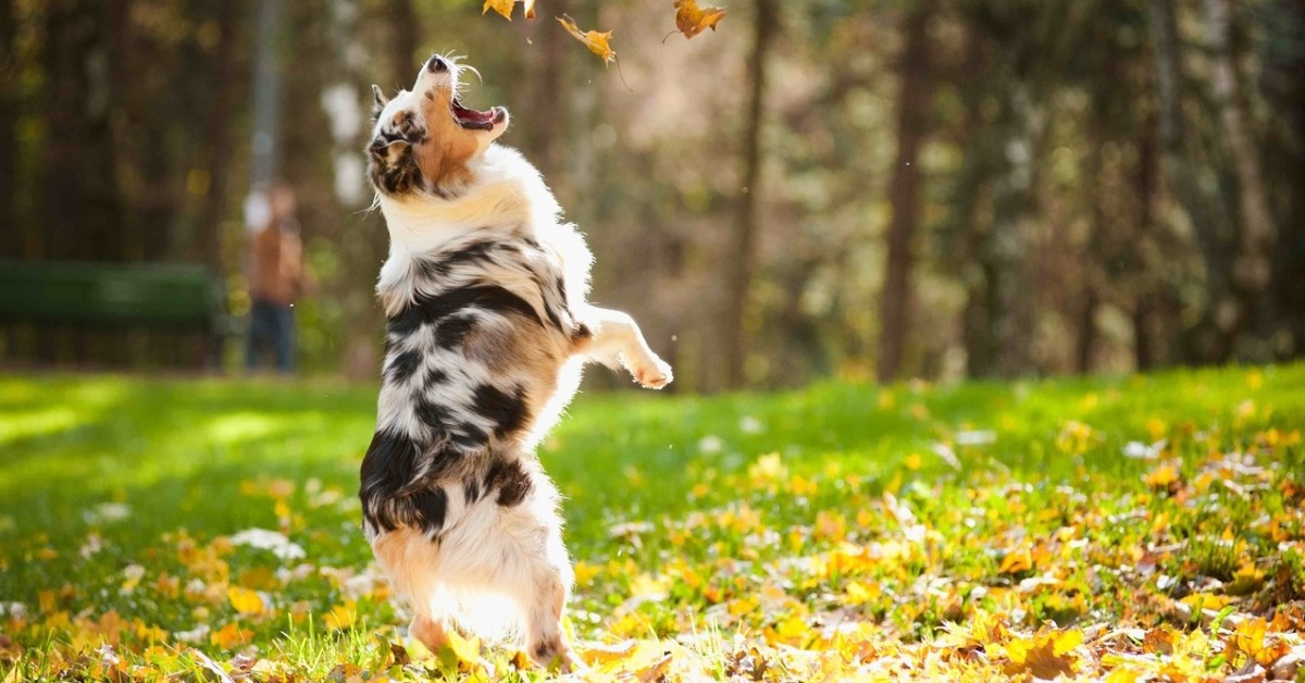 Come insegnare al cane il comando salta