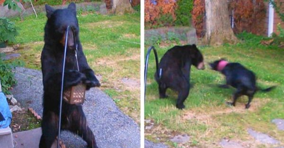 Cane affronta senza timore un orso nel giardino del vicino