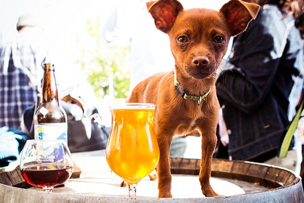 cane e bicchiere di birra