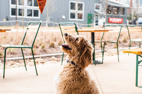 cane e pizza