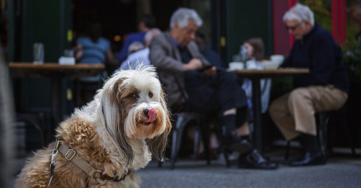 Cane al ristorante: come cenare (tranquilli) con Fido