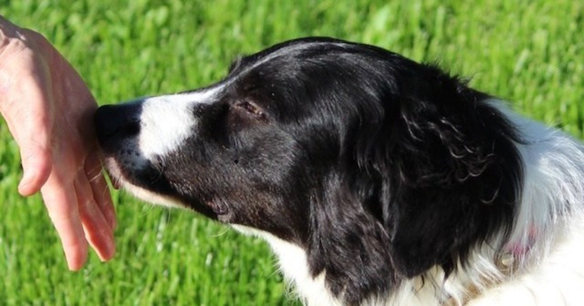 Perché i cani annusano gli sconosciuti?