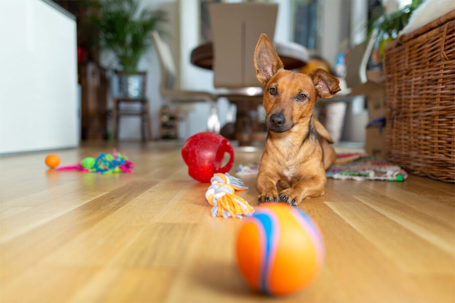 cane autistico stimolazione mentale