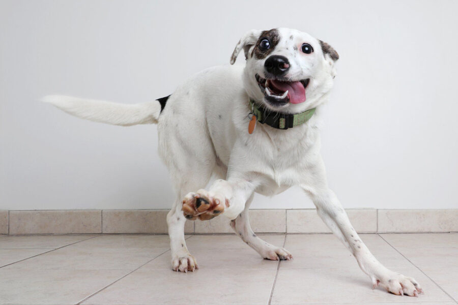 cane autistico movimenti