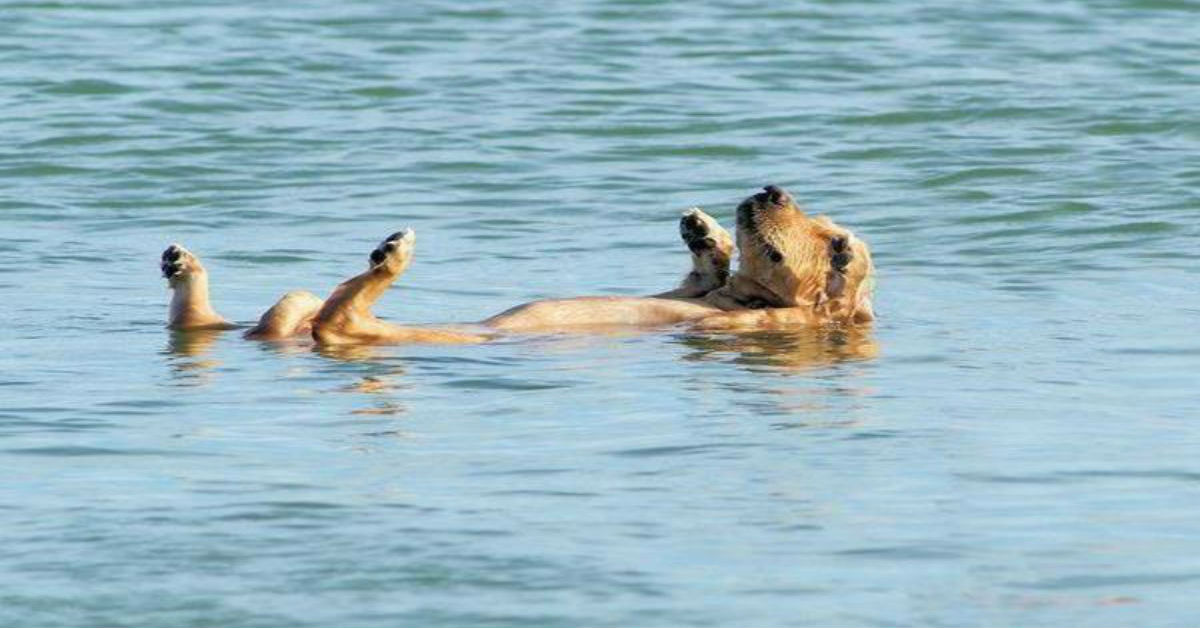 Il cane beve acqua di mare e non si ferma? Ecco che fare