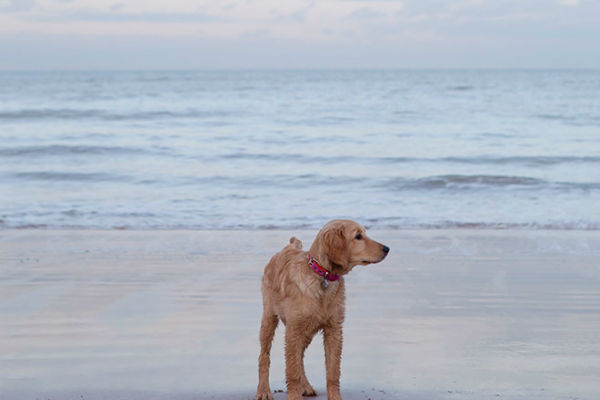 cane in spiaggia