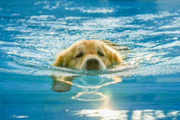 cane che nuota
