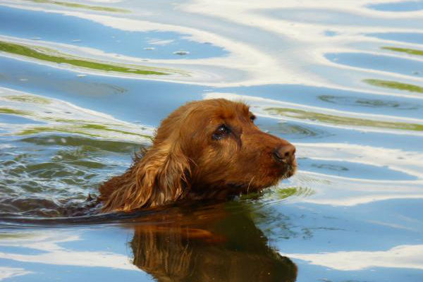 cane in acqua