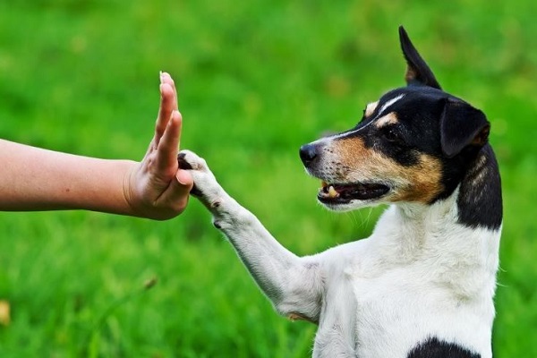 cane jack russel