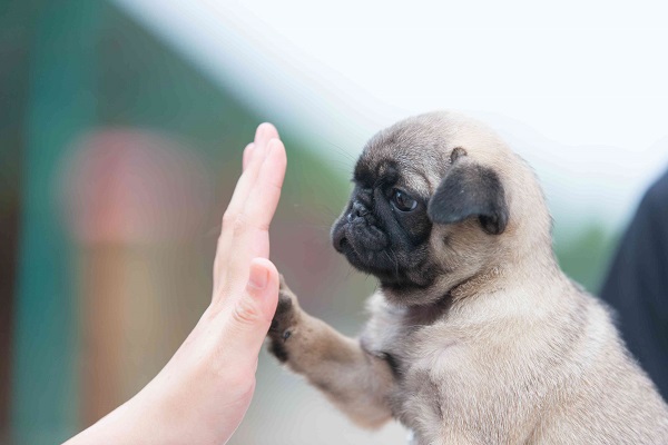 cucciolo di cane che dà il cinque