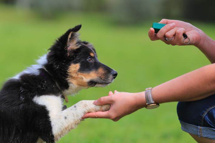 addestramento cane