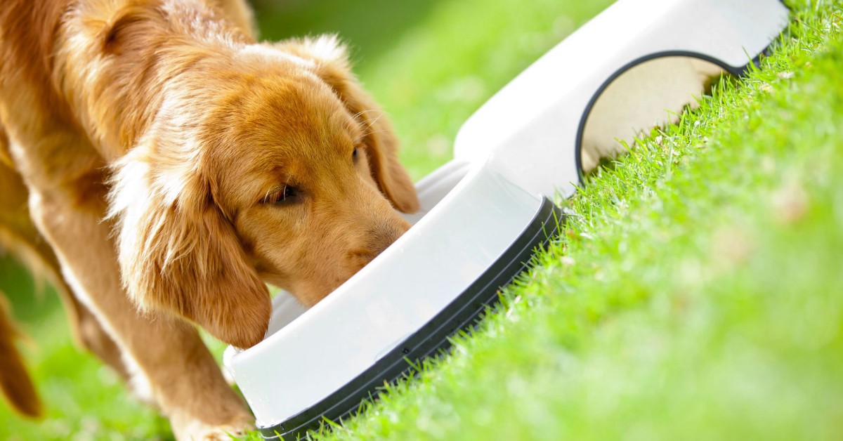 Pasticcio di salmone e spinaci per cane: la ricetta