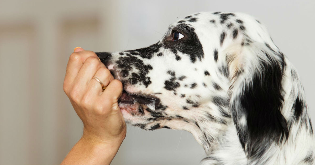 Cane che rutta: è normale? Ci sono dei motivi?