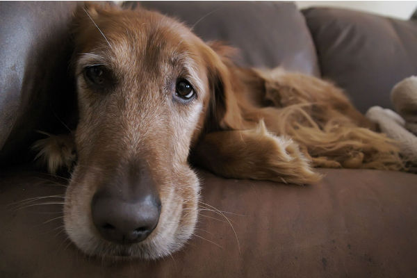 cane sul divano