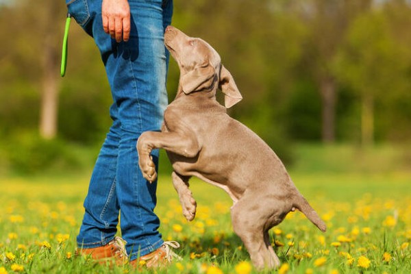 cane gioca sul prato