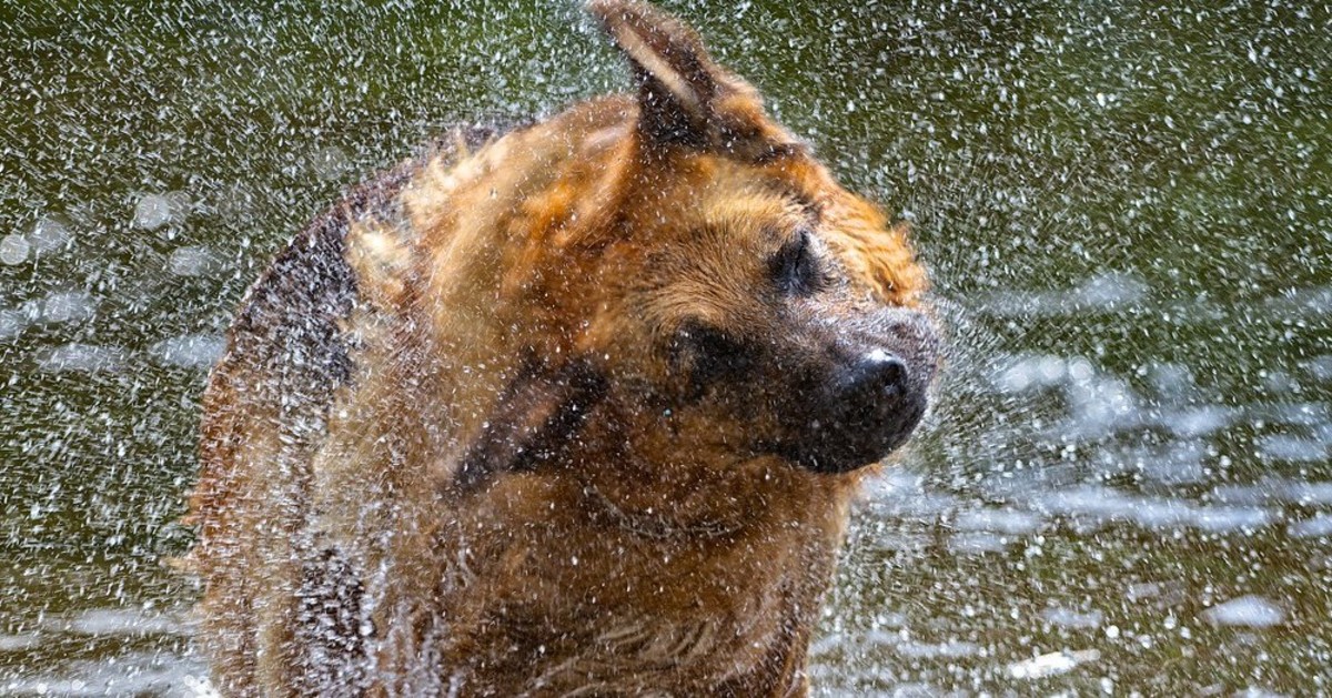 Far scuotere il cane a comando: ecco come farlo