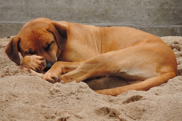 cane che dorme sulla sabbia