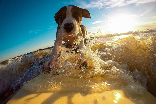 cane che cavalca un'onda