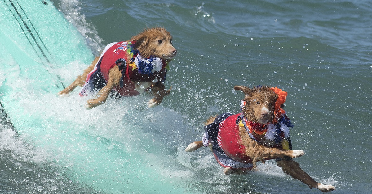 Cane che surfa: insegnare a Fido a domare le onde