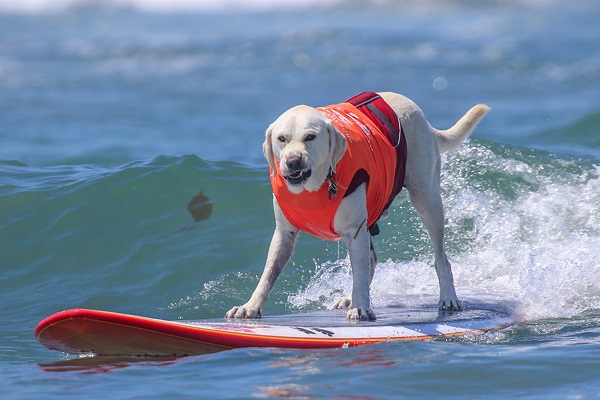 cane labrador sul surf