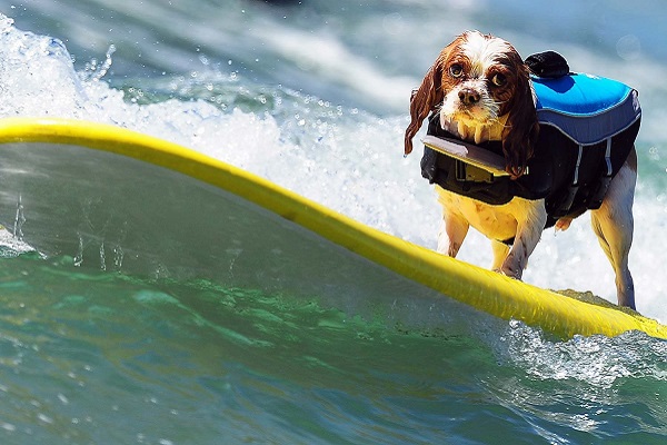 cane sul surf