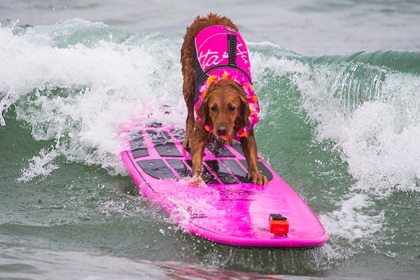 ricochet cane sul surf