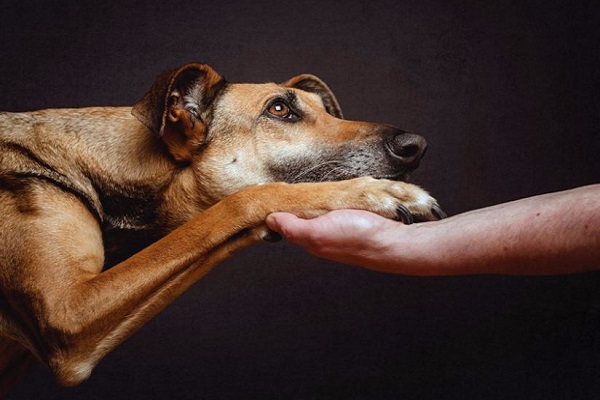 qua la zampa del cane