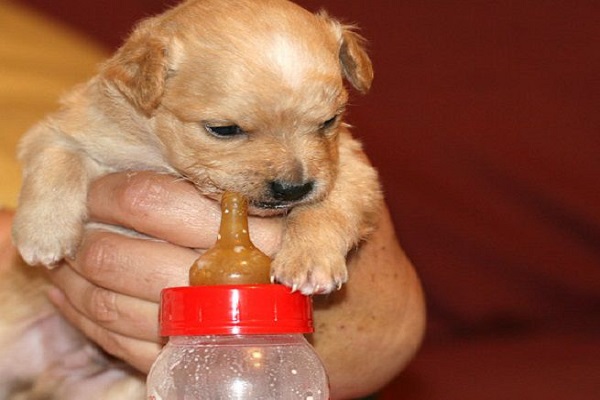 dare da mangiare al cucciolo di cane