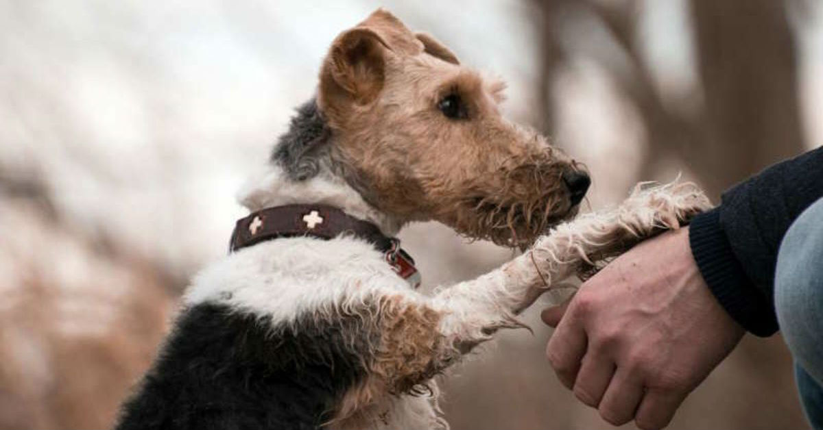 Cane che zoppica, che succede?