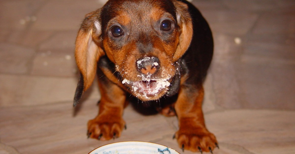 I cani possono mangiare i fiocchi di latte?
