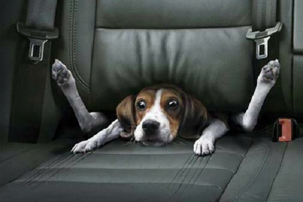 cane dentro al sedile
