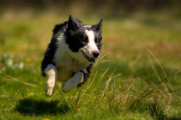 cane-corre