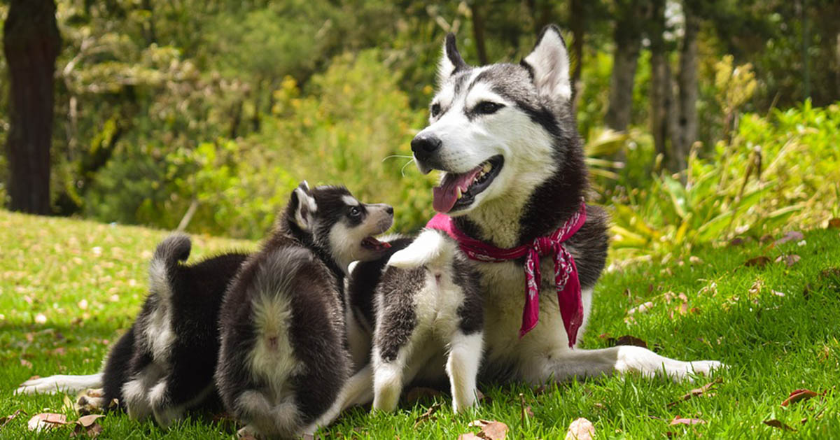 Come si comporta un cane adulto con un cucciolo?