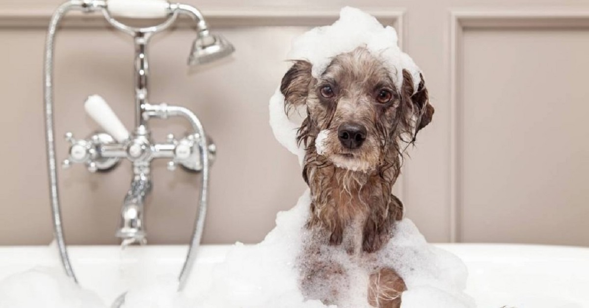 Cani e shampoo umano: si può usare per il bagnetto?