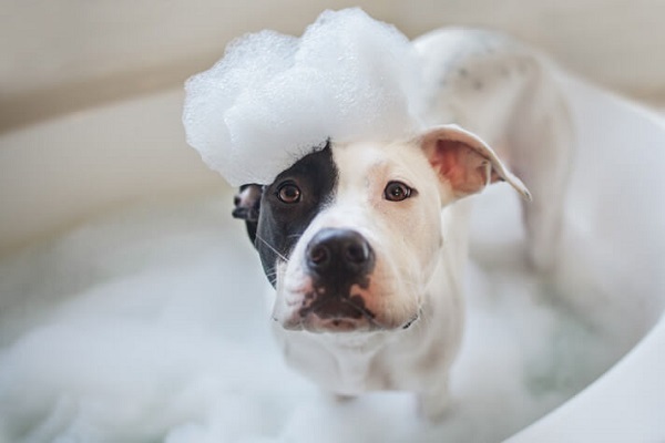 cane che si lava