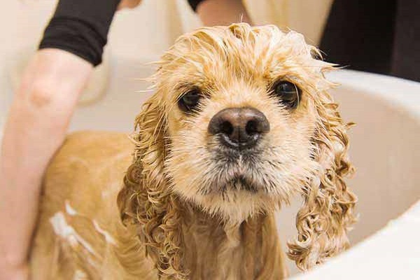 bagno al cane